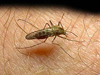 Malárie - horečnaté tropické onemocnění