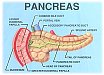 Exocrine Pancreatic Function Test 13C-Mixed Triglyceride Breath Test