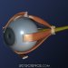 Oko a oční vady