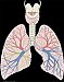 Oxygen consumption estimation (animation)